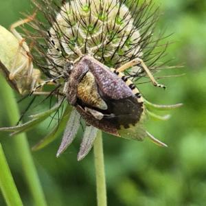 Click to view this image in a large viewer