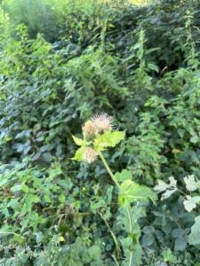 Click to view this image in a large viewer