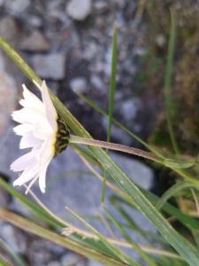 Click to view this image in a large viewer