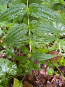 Click to view this image in a large viewer