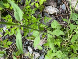 Click to view this image in a large viewer