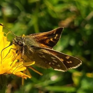 Click to view this image in a large viewer