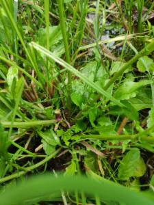 Click to view this image in a large viewer