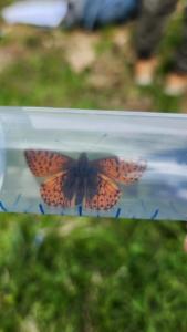 Click to view this image in a large viewer