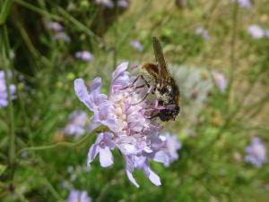 Click to view this image in a large viewer