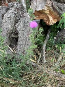 Click to view this image in a large viewer