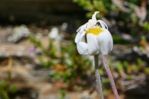 Click to view this image in a large viewer