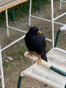 Click to view this image in a large viewer