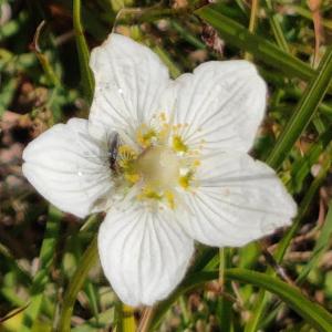 Click to view this image in a large viewer