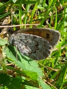 Click to view this image in a large viewer