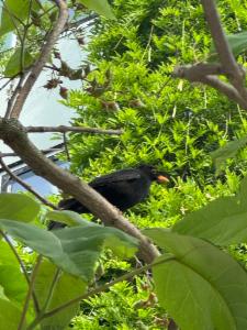 Click to view this image in a large viewer