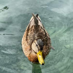 Click to view this image in a large viewer