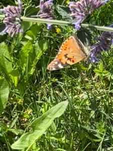 Click to view this image in a large viewer