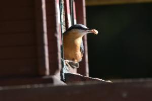 Click to view this image in a large viewer