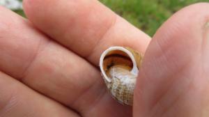 Click to view this image in a large viewer