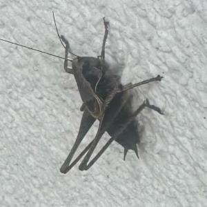 Click to view this image in a large viewer