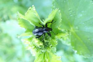 Click to view this image in a large viewer