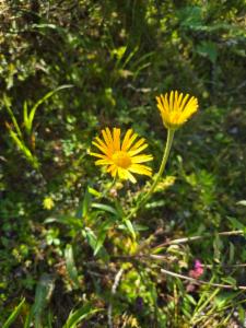 Click to view this image in a large viewer