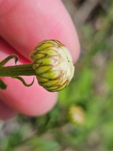 Click to view this image in a large viewer