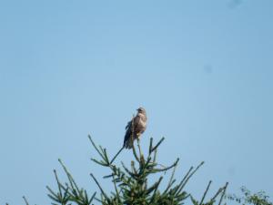 Click to view this image in a large viewer