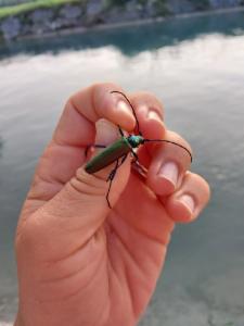 Click to view this image in a large viewer