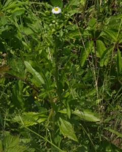 Click to view this image in a large viewer