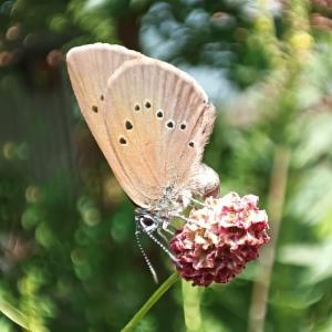 Click to view this image in a large viewer