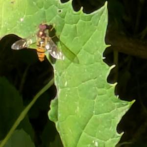 Click to view this image in a large viewer