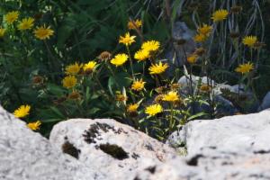 Click to view this image in a large viewer