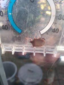 Click to view this image in a large viewer