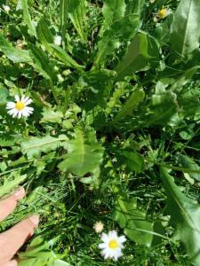 Click to view this image in a large viewer