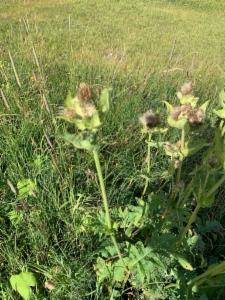 Click to view this image in a large viewer