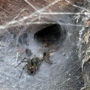 Click to view this image in a large viewer