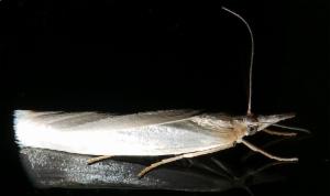 Click to view this image in a large viewer