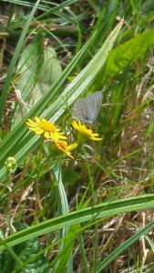 Click to view this image in a large viewer