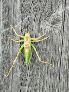 Click to view this image in a large viewer