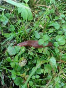 Click to view this image in a large viewer