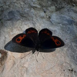 Click to view this image in a large viewer