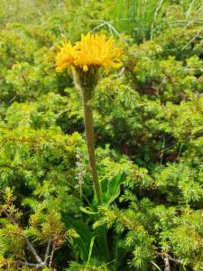 Click to view this image in a large viewer