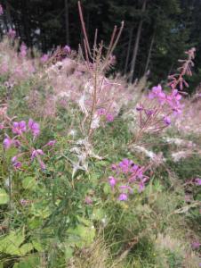 Click to view this image in a large viewer