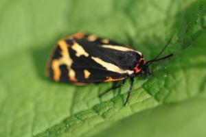 Click to view this image in a large viewer