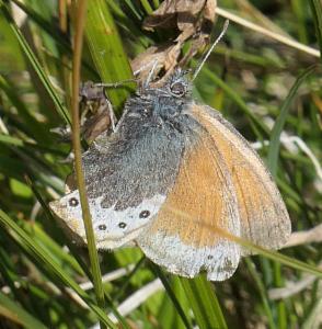 Click to view this image in a large viewer