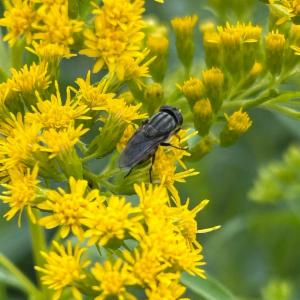 Click to view this image in a large viewer