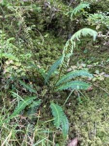 Click to view this image in a large viewer