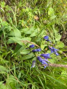 Click to view this image in a large viewer