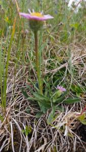 Click to view this image in a large viewer