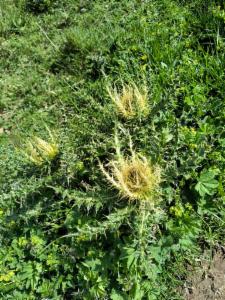 Click to view this image in a large viewer