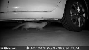 Click to view this image in a large viewer