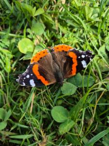 Click to view this image in a large viewer