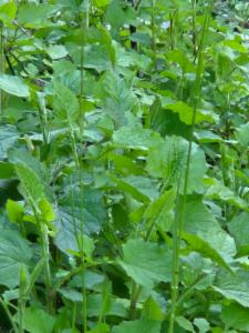 Click to view this image in a large viewer